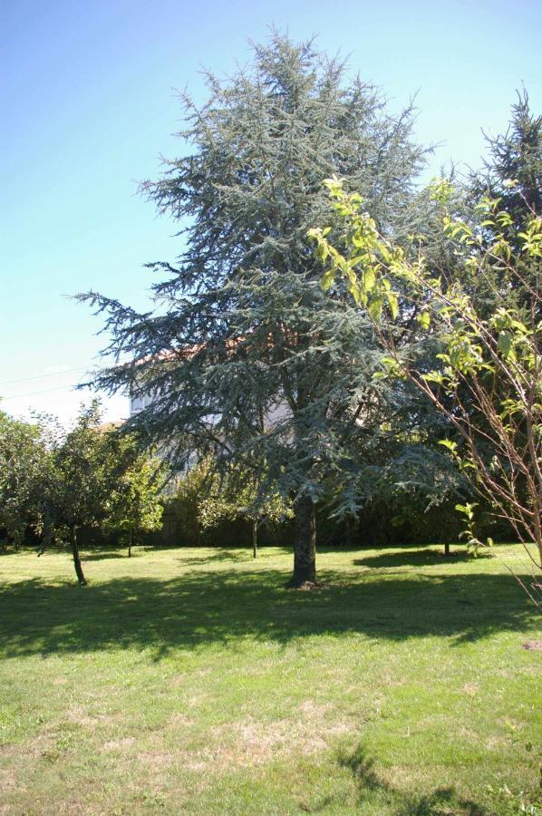 Willa Vivienda Tradicional Con Jardin Y Patio Interior Vilanova de Arousa Zewnętrze zdjęcie
